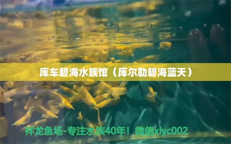 庫(kù)車(chē)碧海水族館（庫(kù)爾勒碧海藍(lán)天） 全國(guó)水族館企業(yè)名錄