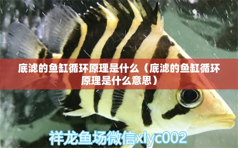 底濾的魚缸循環(huán)原理是什么（底濾的魚缸循環(huán)原理是什么意思） 其他品牌魚缸