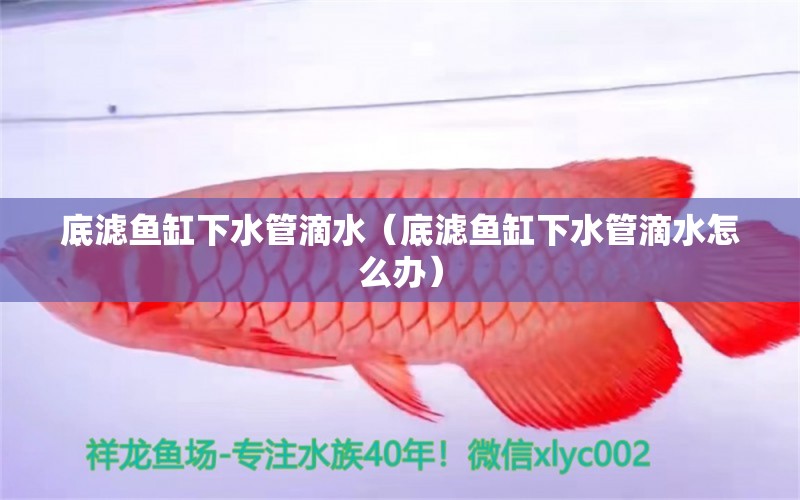 底濾魚缸下水管滴水（底濾魚缸下水管滴水怎么辦） 生態(tài)瓶/創(chuàng)意缸/桌面微景缸