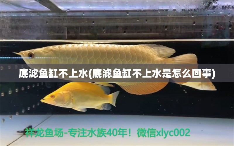 底濾魚缸不上水(底濾魚缸不上水是怎么回事)