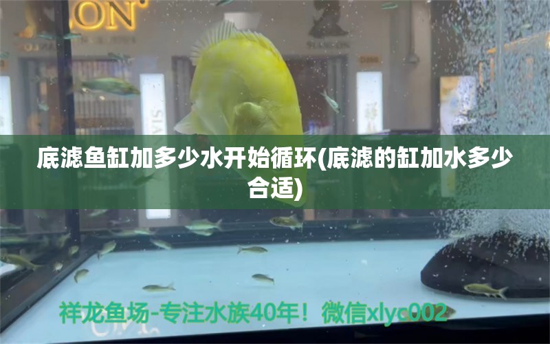 底濾魚缸加多少水開始循環(huán)(底濾的缸加水多少合適) 斑馬鴨嘴魚