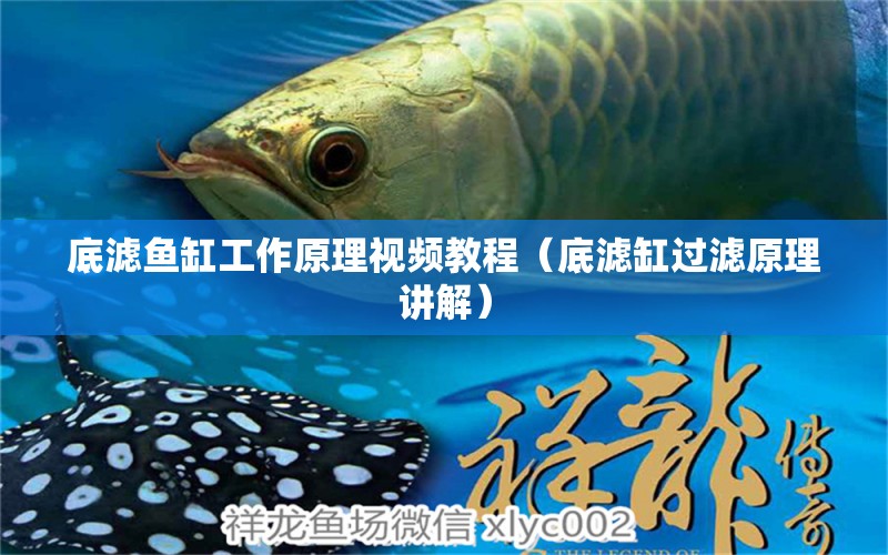 底濾魚缸工作原理視頻教程（底濾缸過濾原理講解） 豬鼻龜