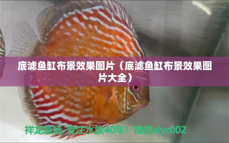 底濾魚缸布景效果圖片（底濾魚缸布景效果圖片大全）