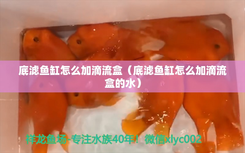 底濾魚缸怎么加滴流盒（底濾魚缸怎么加滴流盒的水）