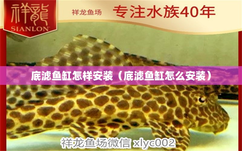 底濾魚(yú)缸怎樣安裝（底濾魚(yú)缸怎么安裝） 紅眼黃化幽靈火箭魚(yú)|皇家火箭魚(yú)