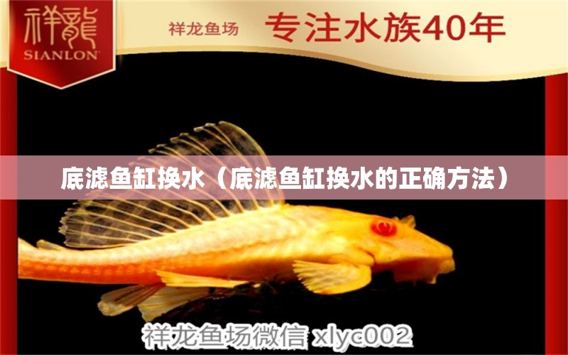 底濾魚缸換水（底濾魚缸換水的正確方法） 觀賞魚市場（混養(yǎng)魚）