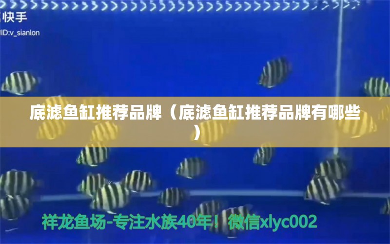 底濾魚缸推薦品牌（底濾魚缸推薦品牌有哪些） 祥龍水族醫(yī)院