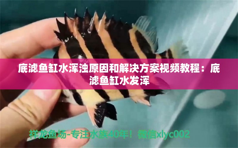 底濾魚(yú)缸水渾濁原因和解決方案視頻教程：底濾魚(yú)缸水發(fā)渾