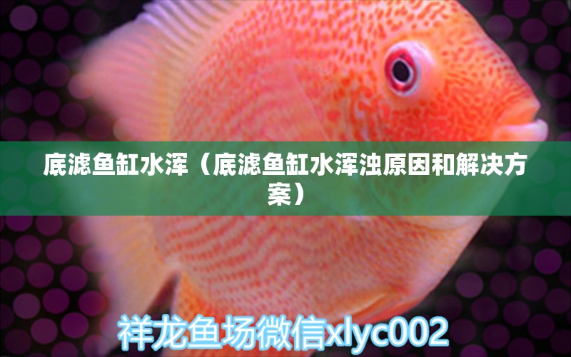 底濾魚缸水渾（底濾魚缸水渾濁原因和解決方案）