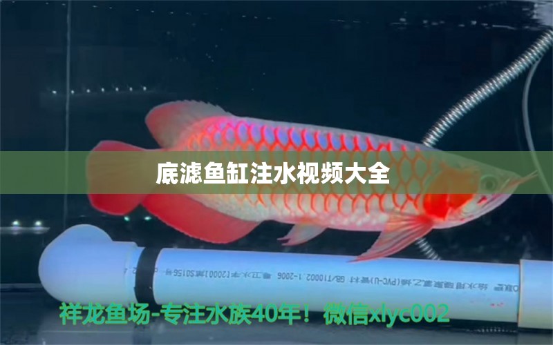 底濾魚缸注水視頻大全  名貴錦鯉魚