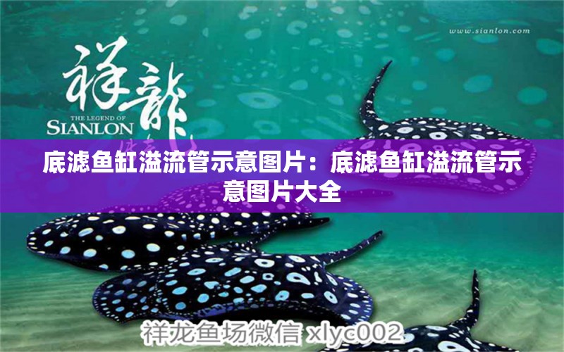 底濾魚缸溢流管示意圖片：底濾魚缸溢流管示意圖片大全