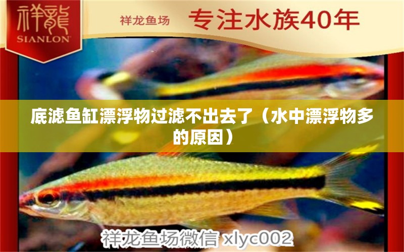 底濾魚缸漂浮物過濾不出去了（水中漂浮物多的原因） 魟魚百科 第1張