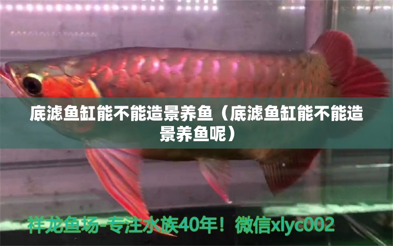 底濾魚缸能不能造景養(yǎng)魚（底濾魚缸能不能造景養(yǎng)魚呢） 細線銀板魚苗