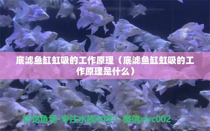 底濾魚缸虹吸的工作原理（底濾魚缸虹吸的工作原理是什么）