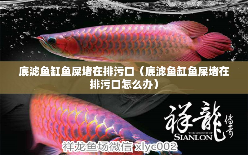 底濾魚缸魚屎堵在排污口（底濾魚缸魚屎堵在排污口怎么辦） 廣州觀賞魚批發(fā)市場(chǎng)