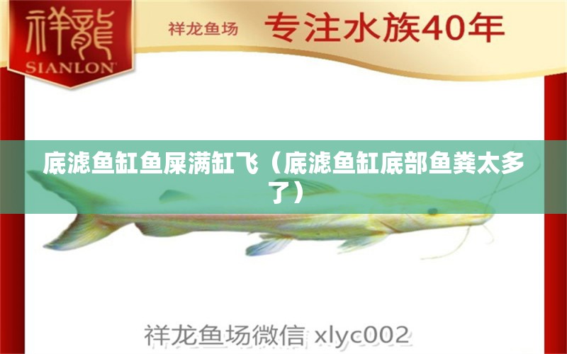 底濾魚缸魚屎滿缸飛（底濾魚缸底部魚糞太多了） 虎紋銀版魚