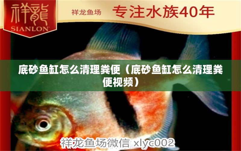 底砂魚缸怎么清理糞便（底砂魚缸怎么清理糞便視頻） 觀賞魚水族批發(fā)市場