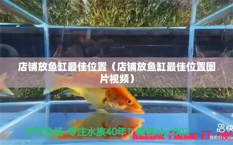 店鋪放魚缸最佳位置（店鋪放魚缸最佳位置圖片視頻）