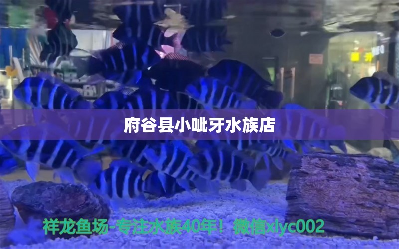 府谷縣小呲牙水族店 全國水族館企業(yè)名錄