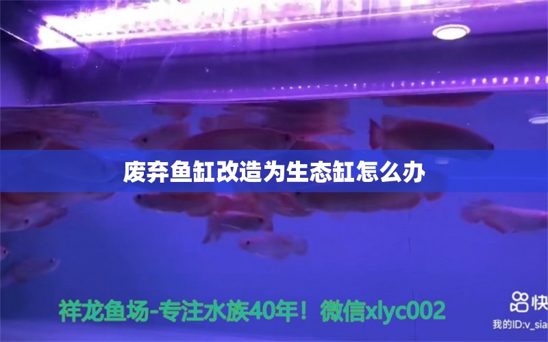 廢棄魚缸改造為生態(tài)缸怎么辦 祥龍魚場