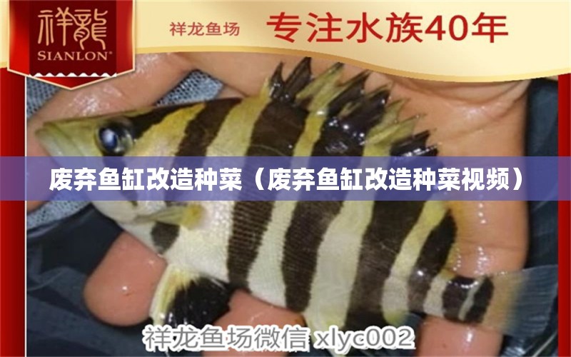 廢棄魚缸改造種菜（廢棄魚缸改造種菜視頻）