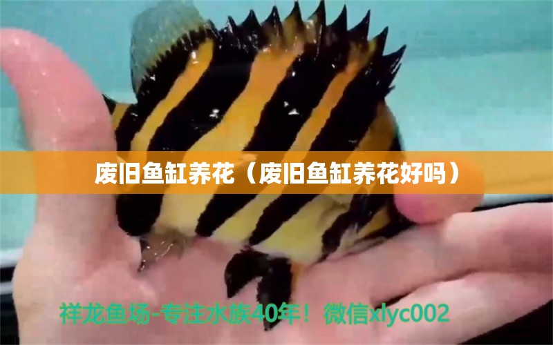 廢舊魚缸養(yǎng)花（廢舊魚缸養(yǎng)花好嗎） 觀賞魚市場(chǎng)（混養(yǎng)魚）