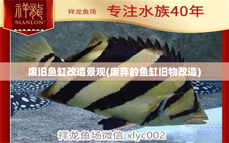 廢舊魚缸改造景觀(廢棄的魚缸舊物改造) 純血皇冠黑白魟魚