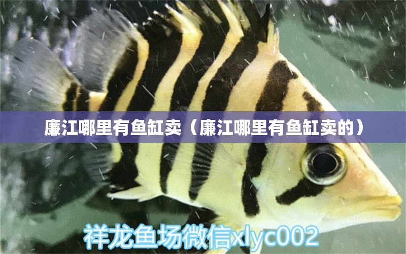 廉江哪里有魚缸賣（廉江哪里有魚缸賣的） 水族維護服務（上門）