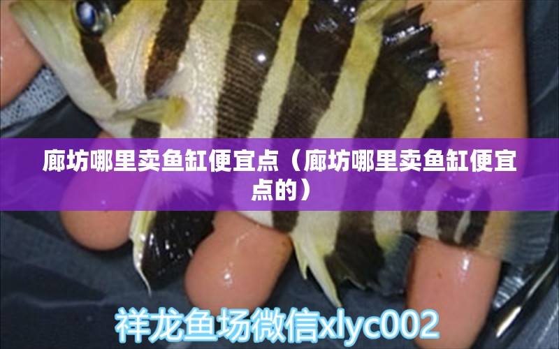 廊坊哪里賣魚缸便宜點（廊坊哪里賣魚缸便宜點的）