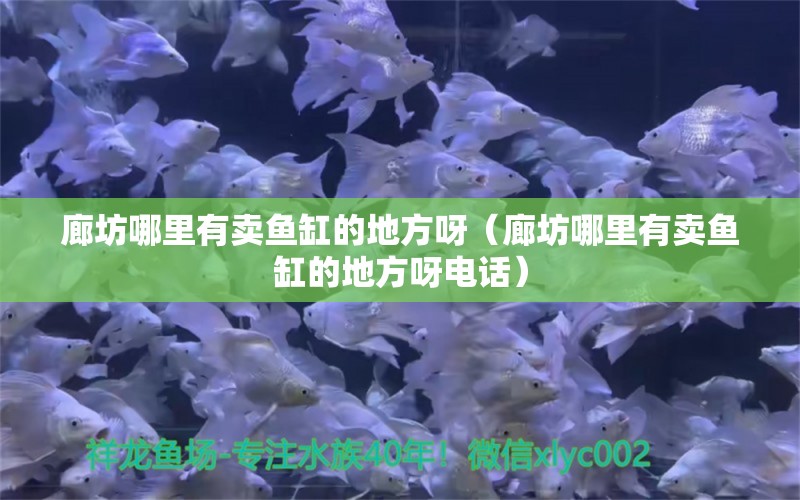 廊坊哪里有賣魚缸的地方呀（廊坊哪里有賣魚缸的地方呀電話） 量子養(yǎng)魚技術(shù)