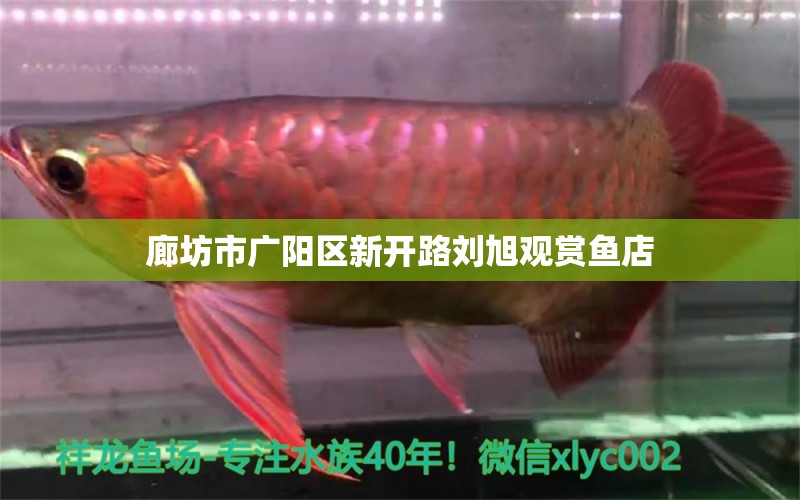 廊坊市廣陽區(qū)新開路劉旭觀賞魚店 全國(guó)水族館企業(yè)名錄