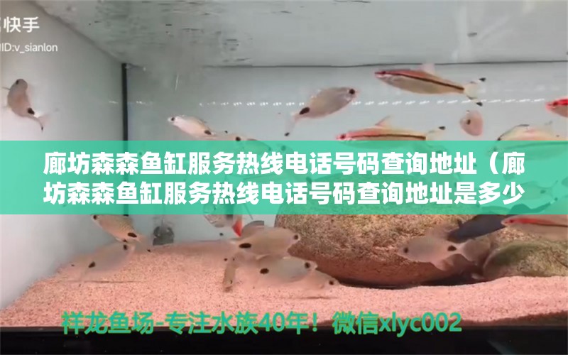 廊坊森森魚缸服務(wù)熱線電話號碼查詢地址（廊坊森森魚缸服務(wù)熱線電話號碼查詢地址是多少） 黃金河虎魚