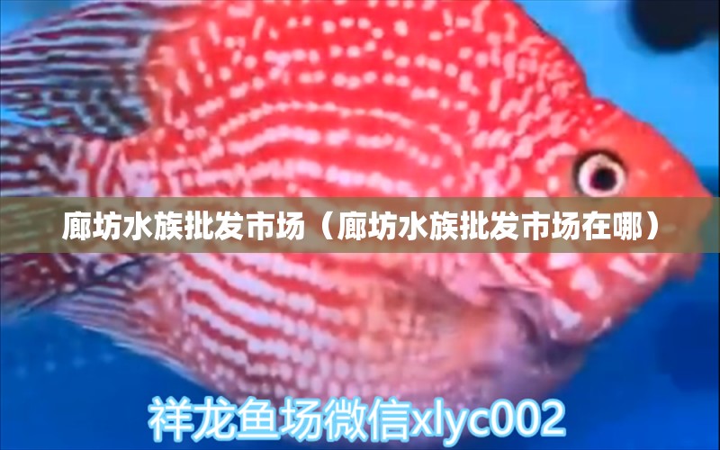 廊坊水族批發(fā)市場(chǎng)（廊坊水族批發(fā)市場(chǎng)在哪） 觀賞魚(yú)水族批發(fā)市場(chǎng)