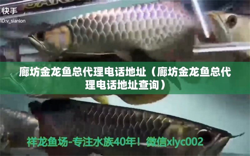 廊坊金龍魚總代理電話地址（廊坊金龍魚總代理電話地址查詢） 觀賞魚市場（混養(yǎng)魚）