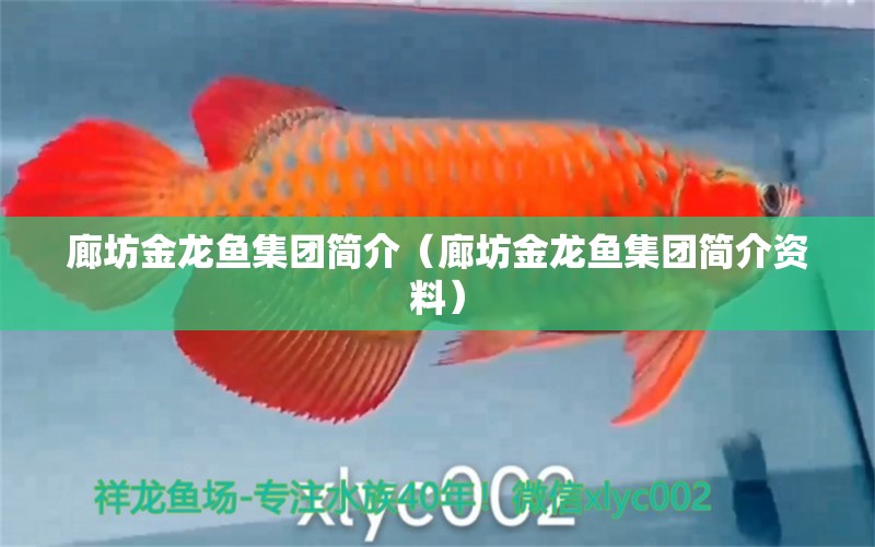 廊坊金龍魚集團簡介（廊坊金龍魚集團簡介資料）