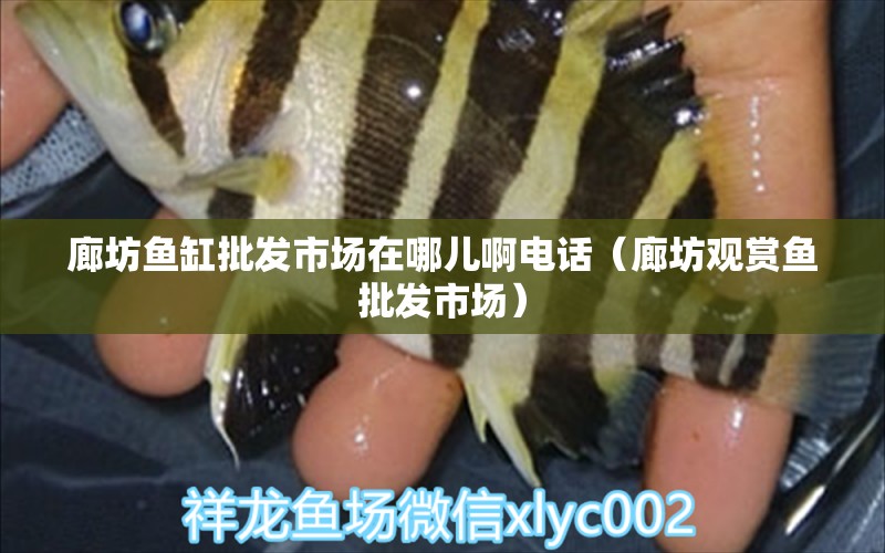 廊坊魚(yú)缸批發(fā)市場(chǎng)在哪兒啊電話(huà)（廊坊觀(guān)賞魚(yú)批發(fā)市場(chǎng)） 金龍魚(yú)糧