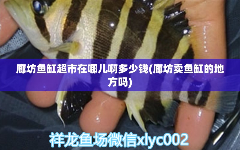 廊坊魚缸超市在哪兒啊多少錢(廊坊賣魚缸的地方嗎) 撒旦鴨嘴魚