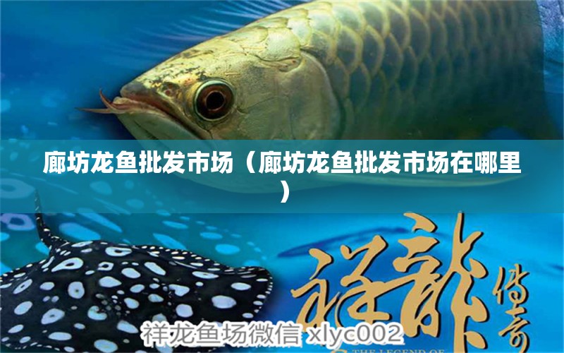 廊坊龍魚批發(fā)市場（廊坊龍魚批發(fā)市場在哪里） 龍魚批發(fā)