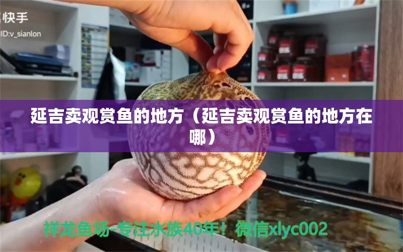 延吉賣觀賞魚的地方（延吉賣觀賞魚的地方在哪） 祥龍水族醫(yī)院