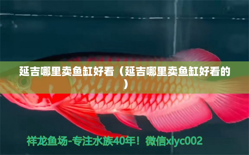 延吉哪里賣魚缸好看（延吉哪里賣魚缸好看的）