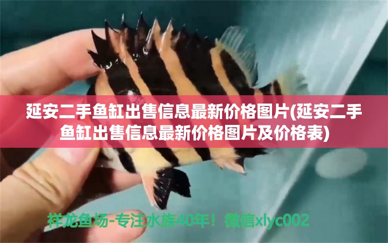 延安二手魚缸出售信息最新價格圖片(延安二手魚缸出售信息最新價格圖片及價格表) 過背金龍魚