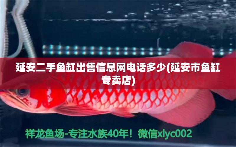 延安二手魚缸出售信息網(wǎng)電話多少(延安市魚缸專賣店) 水族世界