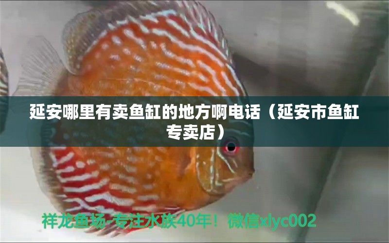 延安哪里有賣魚缸的地方啊電話（延安市魚缸專賣店）