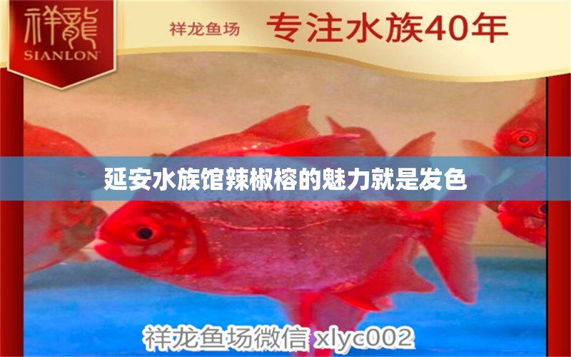 延安水族館辣椒榕的魅力就是發(fā)色 大白鯊魚 第3張