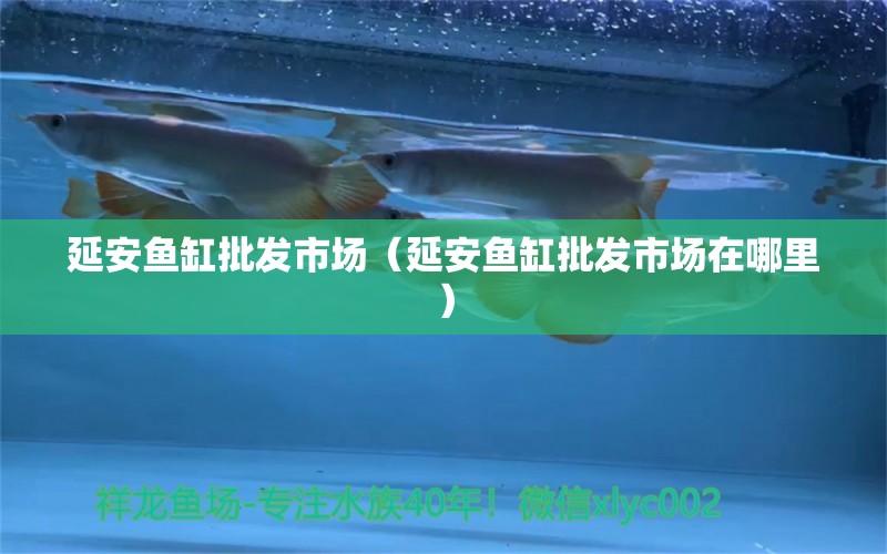 延安魚缸批發(fā)市場（延安魚缸批發(fā)市場在哪里） 觀賞魚水族批發(fā)市場