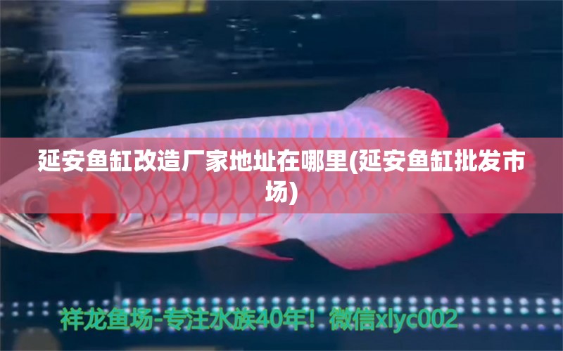 延安魚(yú)缸改造廠家地址在哪里(延安魚(yú)缸批發(fā)市場(chǎng)) 虎斑恐龍魚(yú)