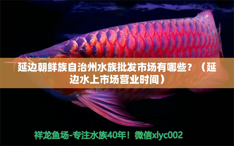 延邊朝鮮族自治州水族批發(fā)市場有哪些？（延邊水上市場營業(yè)時間） 觀賞魚水族批發(fā)市場