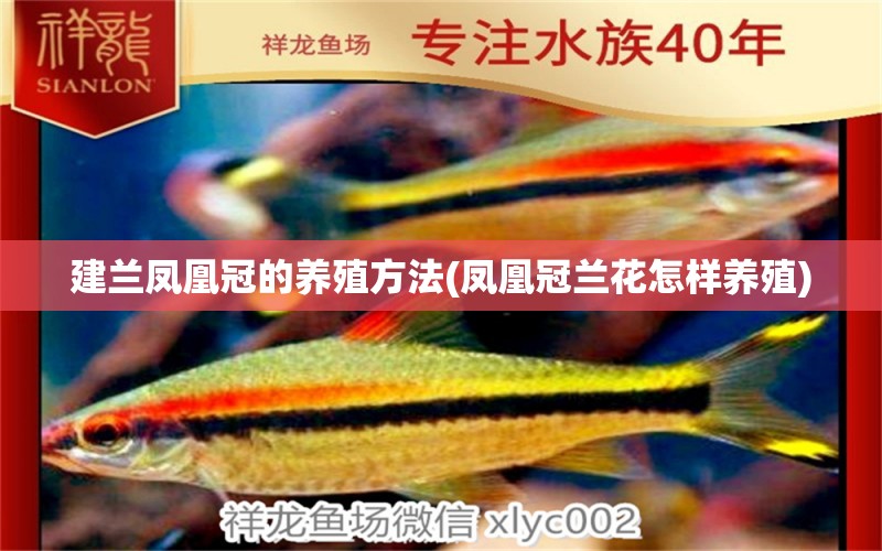 建蘭鳳凰冠的養(yǎng)殖方法(鳳凰冠蘭花怎樣養(yǎng)殖) 龍魚(yú)專用燈