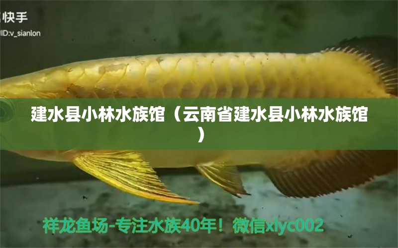 建水縣小林水族館（云南省建水縣小林水族館） 全國觀賞魚市場(chǎng) 第2張