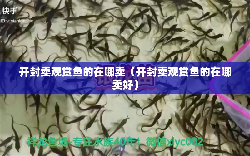 開封賣觀賞魚的在哪賣（開封賣觀賞魚的在哪賣好） 斑馬鴨嘴魚苗